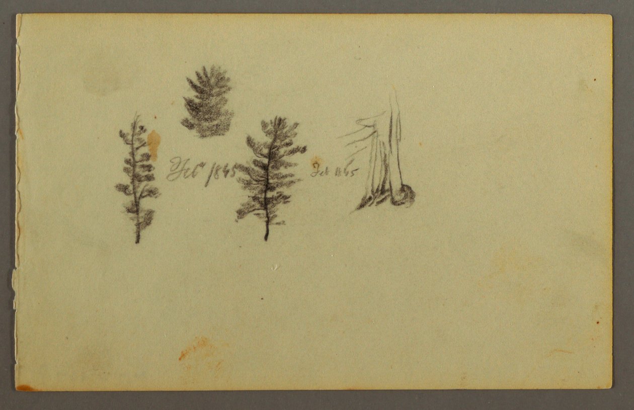Tekening, Drie evergreens, 1845 door Frederic Edwin Church