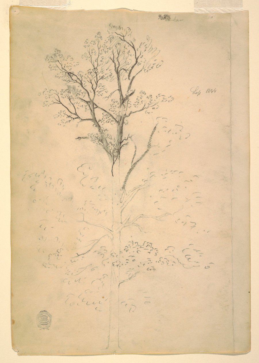 Tekening, Boom, september 1844 door Frederic Edwin Church