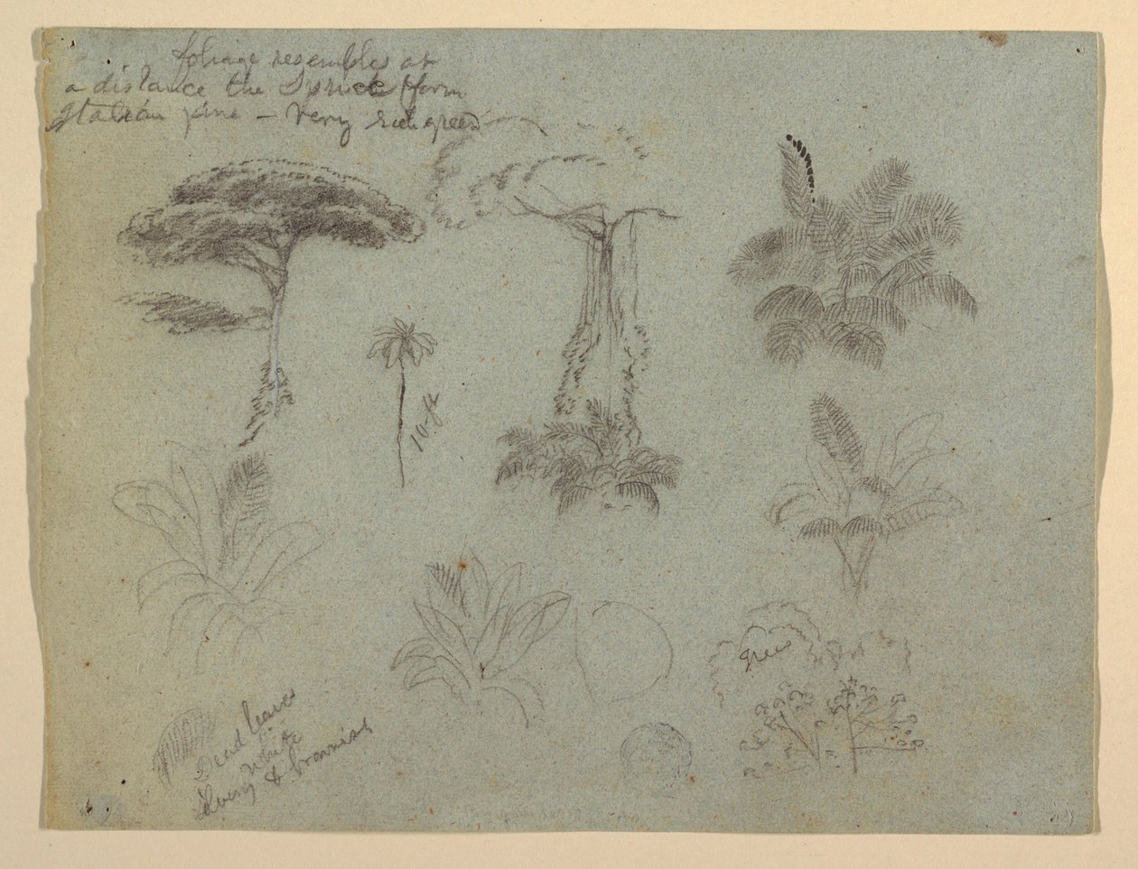 Tekening, Boomstudies gezien vanaf de Rio Magadalena, Colombia, 1853 door Frederic Edwin Church