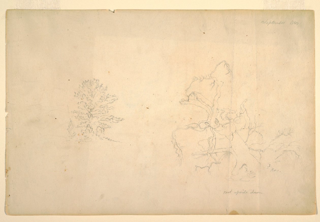 Tekening, Boom en dode boomstam, september 1844 door Frederic Edwin Church