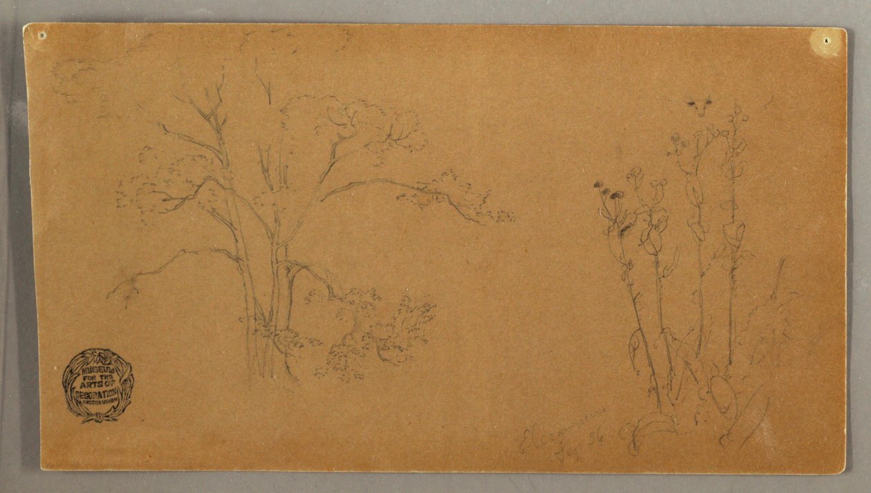 Tekening, Bomen en planten, Elecampene, september 1856 door Frederic Edwin Church