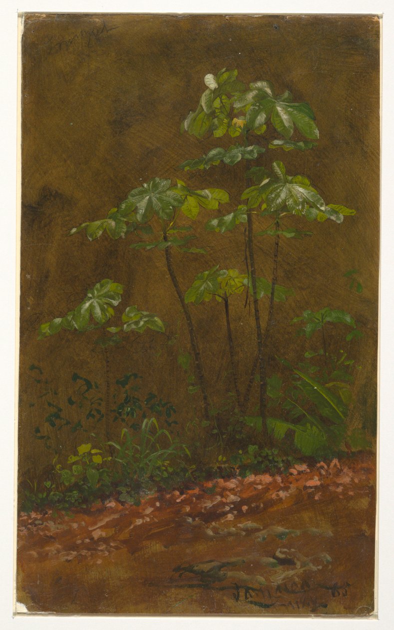 Tekening, "Trompetboom", mei 1865 door Frederic Edwin Church