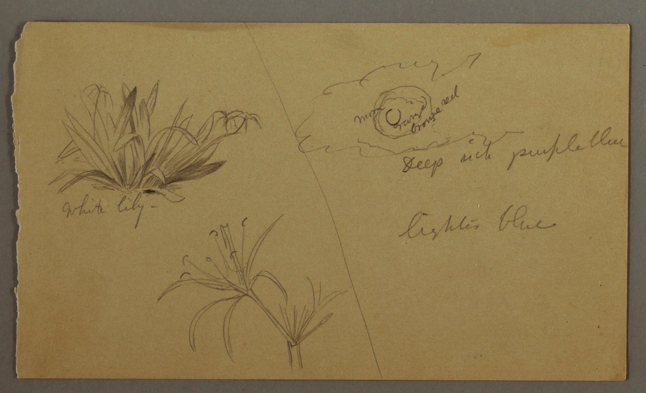 Tekening, Witte lelie, maan, mogelijk 1865-66 door Frederic Edwin Church