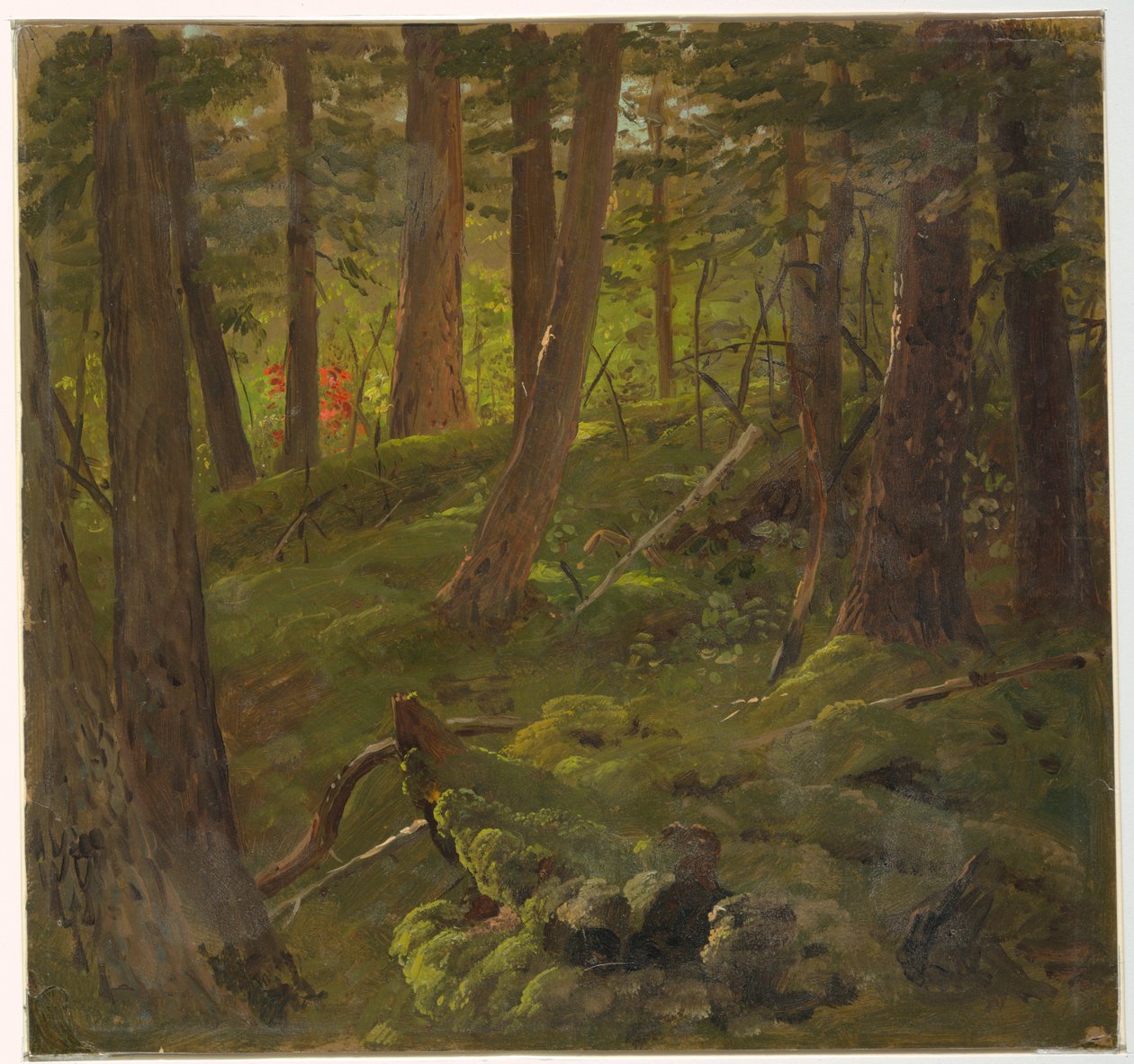 Bos in Jamaica door Frederic Edwin Church
