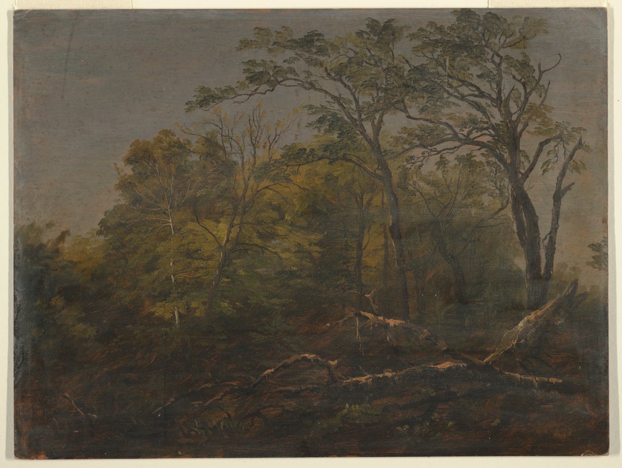 Maine Woods door Frederic Edwin Church