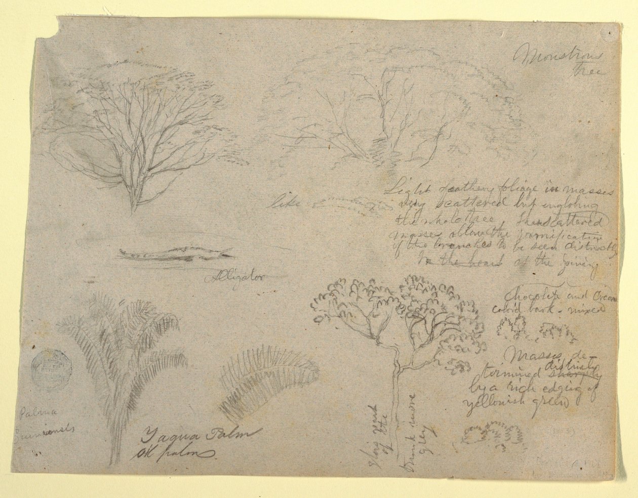 Serie botanische studies inclusief een alligator en een monsterlijke boom, gezien vanaf de Rio Magdalena, Colombia door Frederic Edwin Church