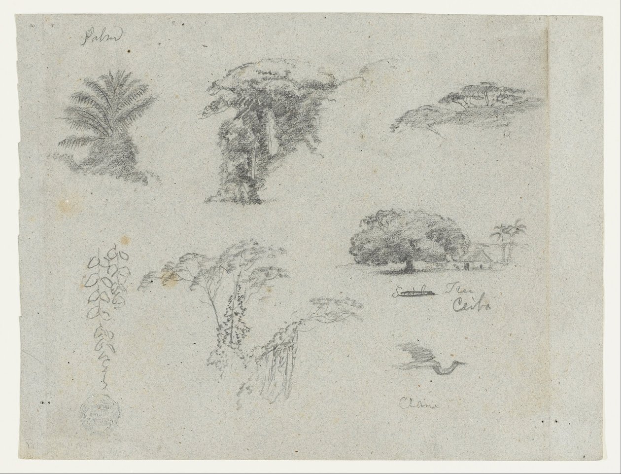 Schetsen van Zuid-Amerika.  Botanische schetsen.   Vliegende kraanvogel. door Frederic Edwin Church