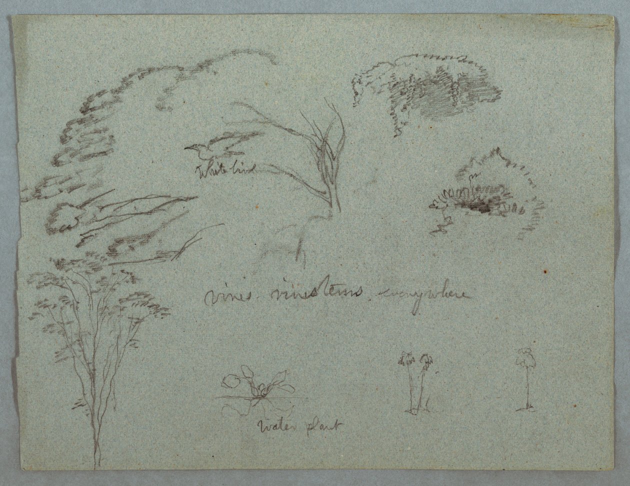Studies van de Rio Magdalena, Colombia: Boomtoppen, Vliegende Witte Vogel, Wijnstokken en Drie Bloeiende Planten door Frederic Edwin Church