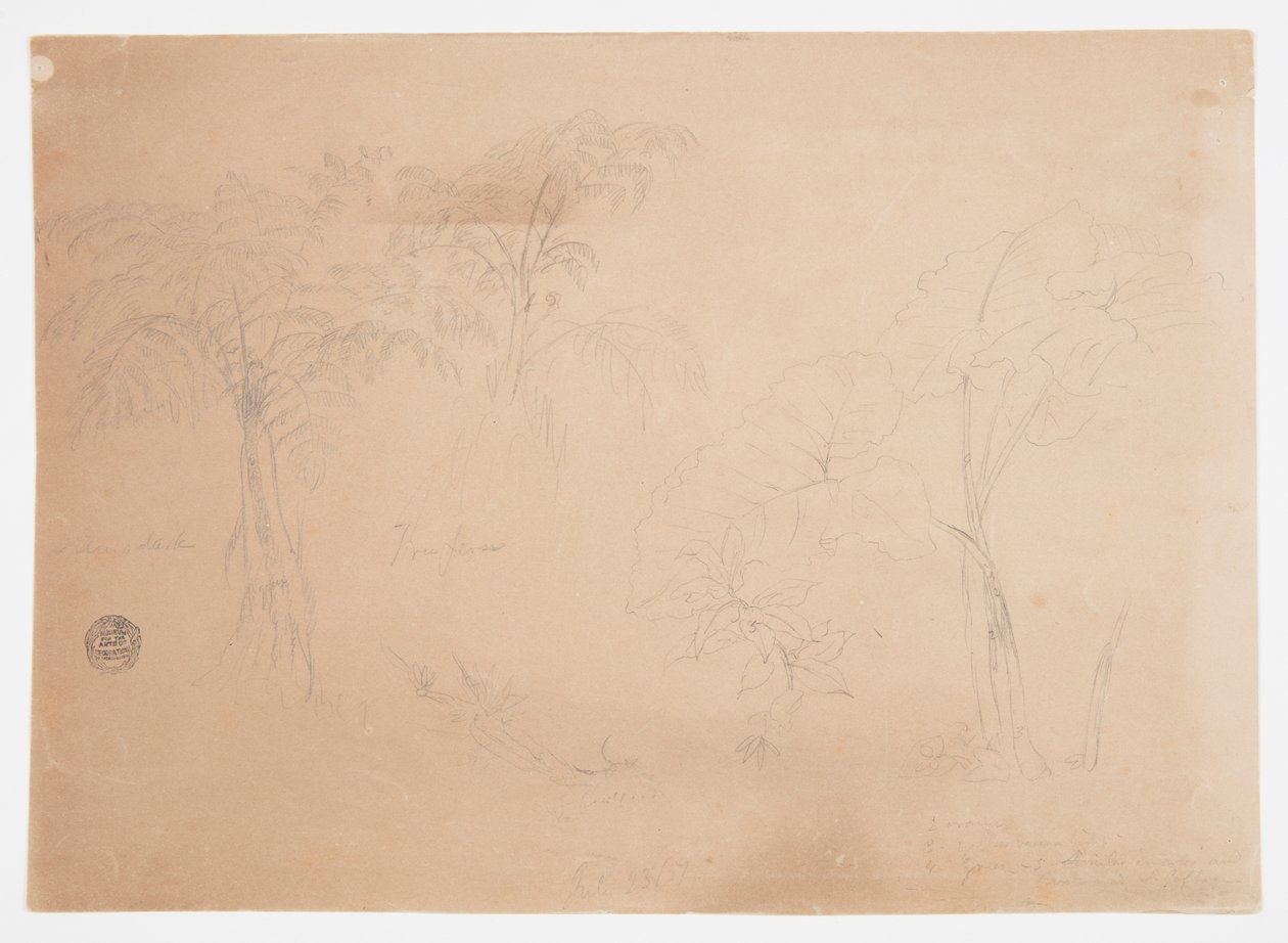 Studie van twee bomen en drie planten, nabij Jorje, Ecuador door Frederic Edwin Church