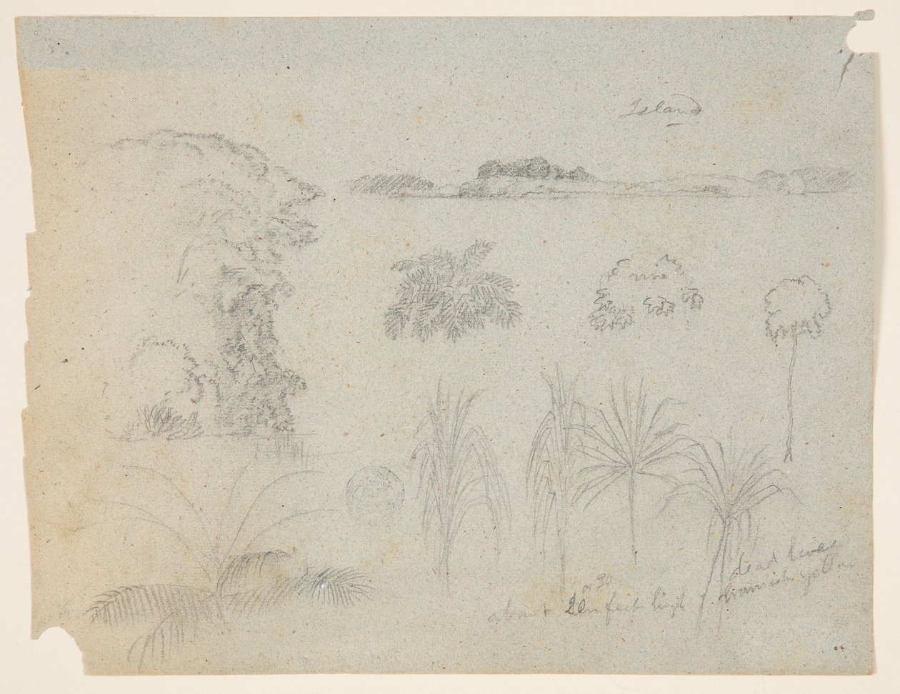Studie met boomtoppen, bomen, vijf ontwerpen van planten en een ver eiland door Frederic Edwin Church