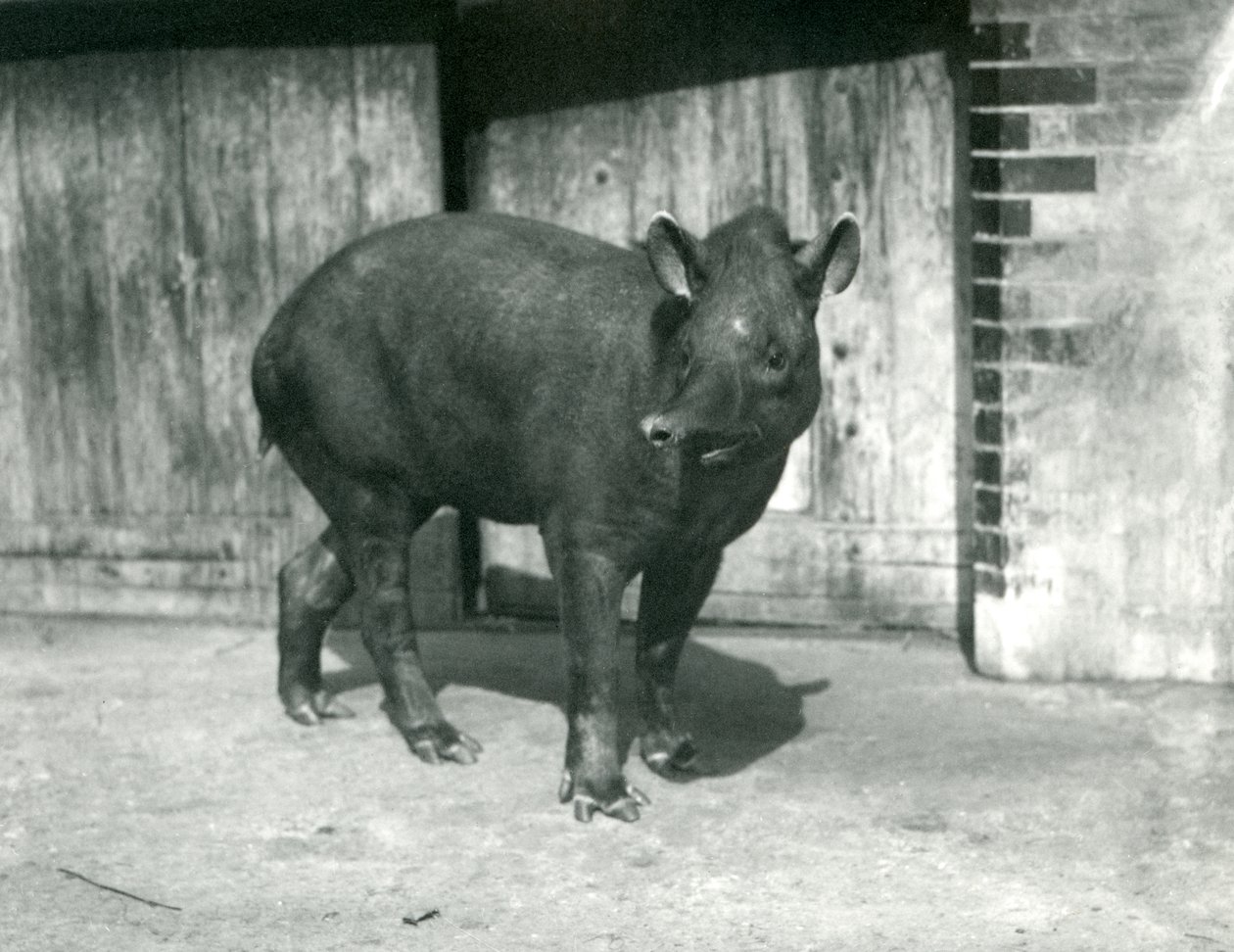 Een Braziliaanse of Zuid-Amerikaanse Tapir in de London Zoo, september 1922 door Frederick William Bond