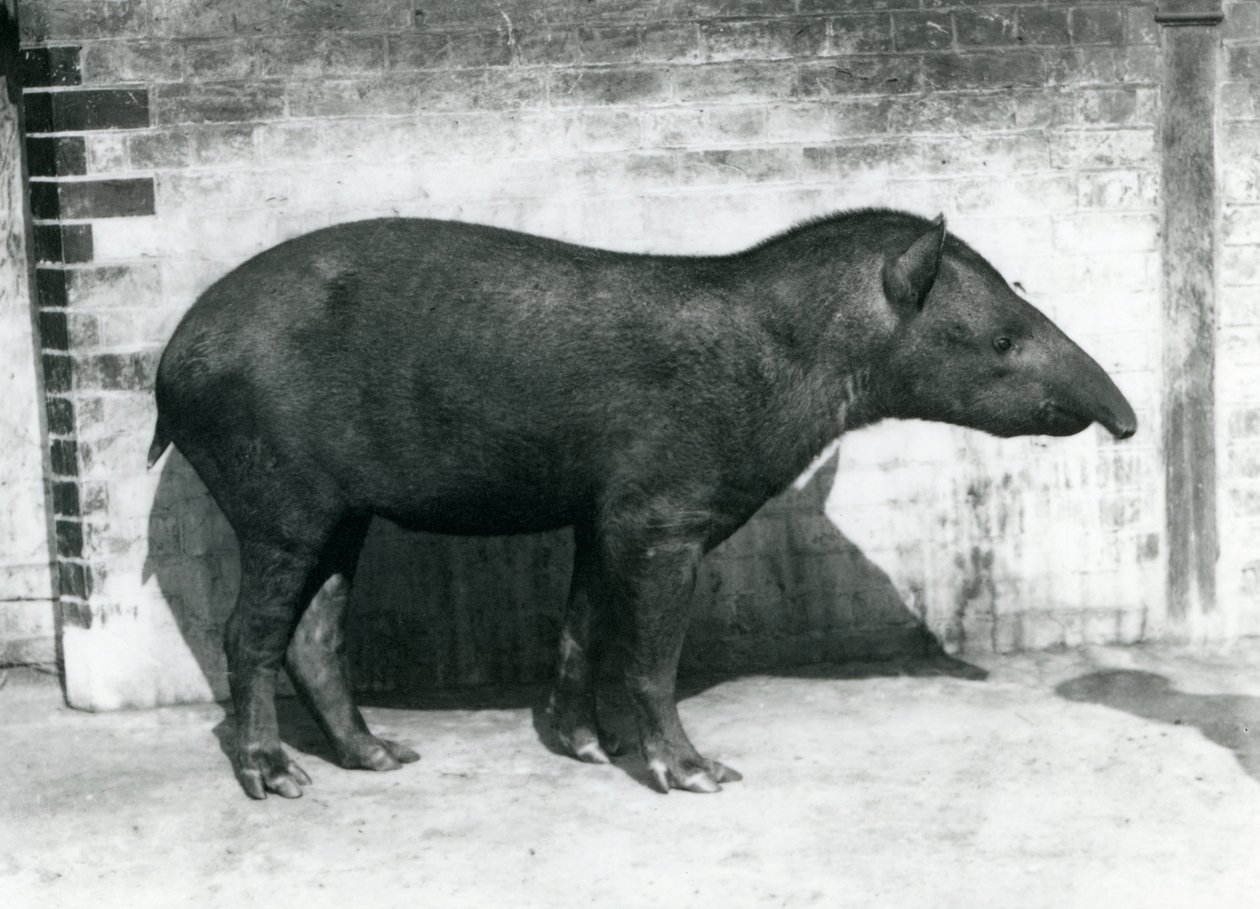 Een Braziliaanse Zuid-Amerikaanse tapir in de London Zoo, oktober 1922 door Frederick William Bond