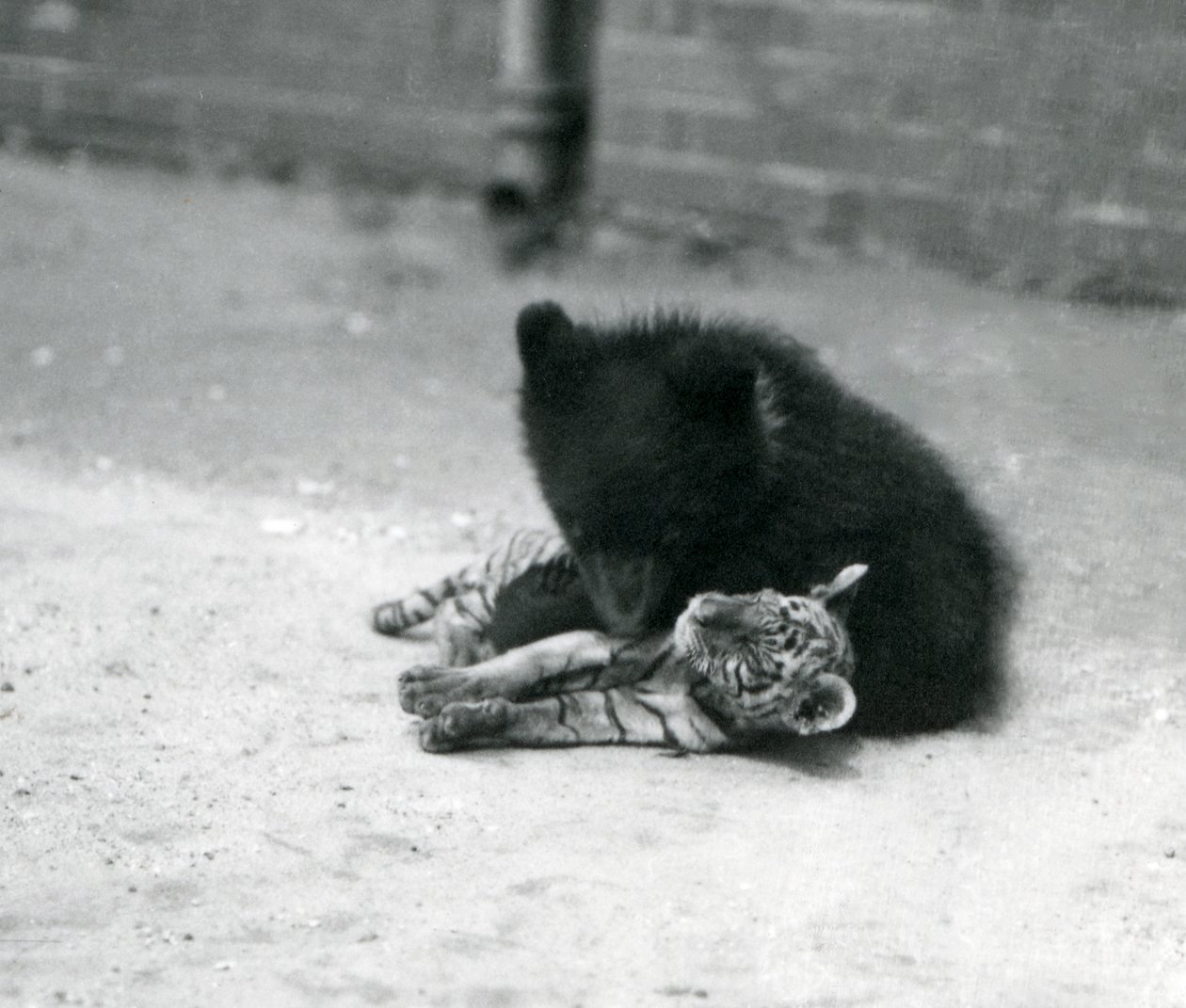 Een bruine berenwelp speelt met een tijgerwelp in de dierentuin van Londen, april 1914 door Frederick William Bond