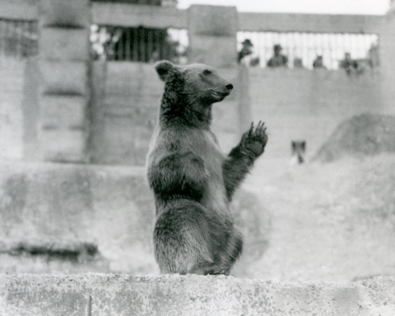 Een Bruine Beer zit rechtop voor bezoekers in zijn verblijf op de Mappin Terrassen, London Zoo, 1922 door Frederick William Bond