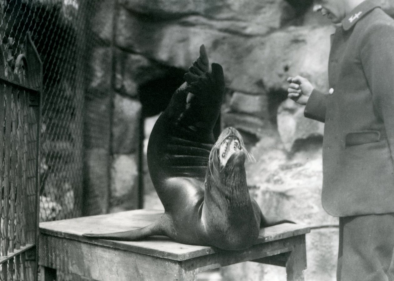 Een Californische zeeleeuw treedt op voor zijn verzorger in de London Zoo, juli 1921 door Frederick William Bond