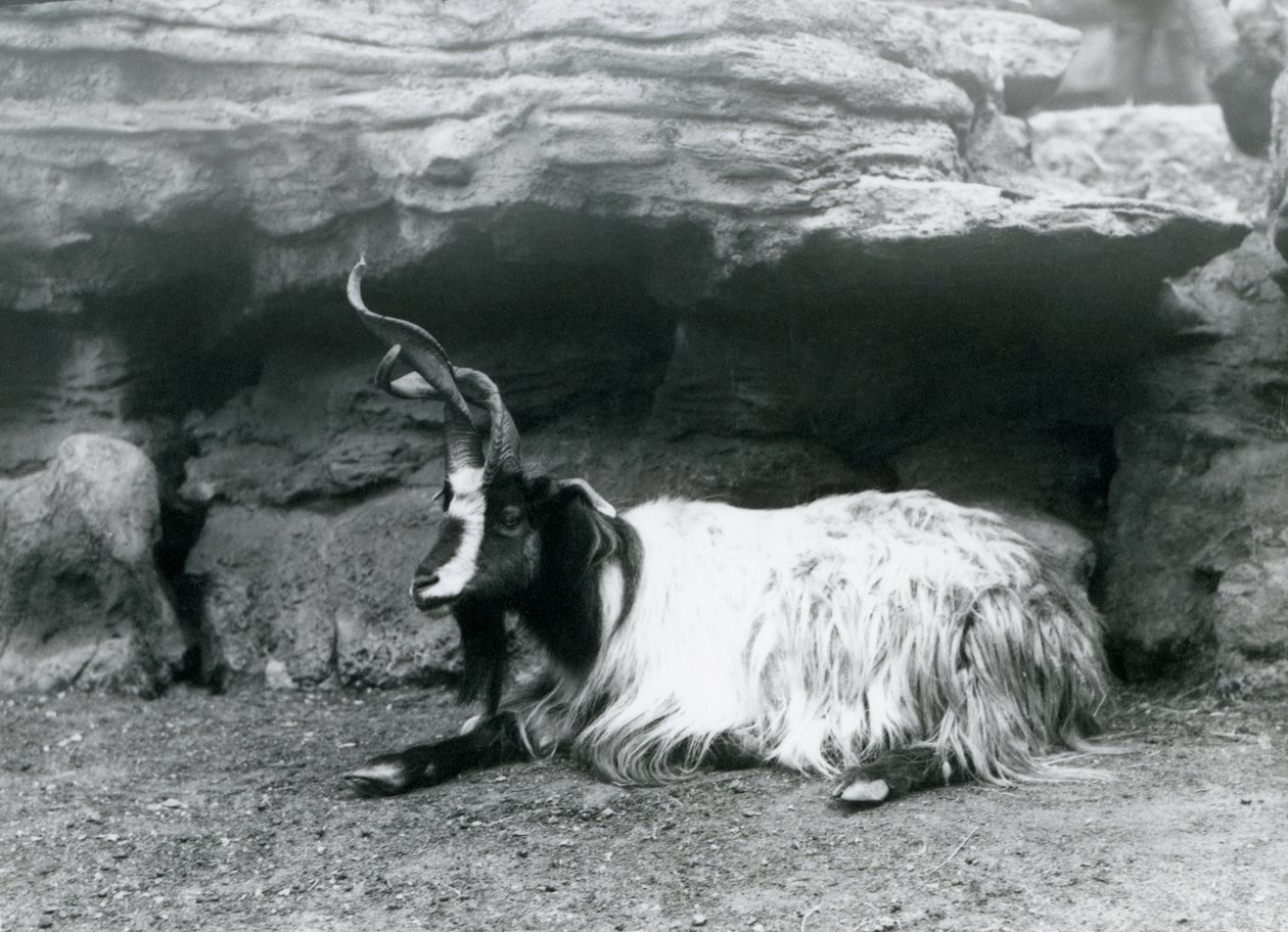 Een Krulhoornige Geit in de London Zoo, juni 1922 door Frederick William Bond