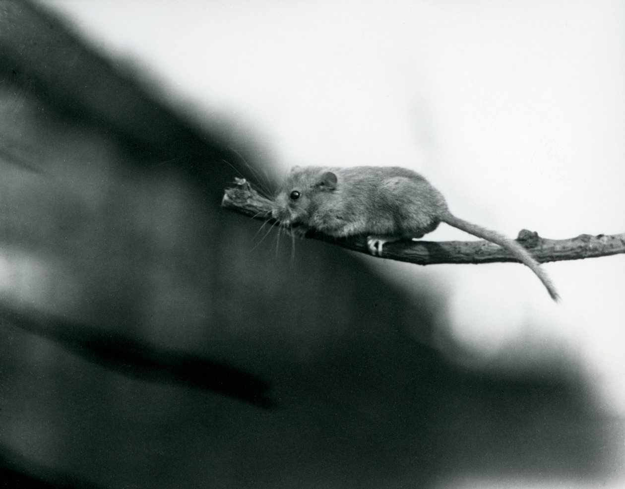 Een slaapmuis op een tak in de dierentuin van Londen, mei 1914 door Frederick William Bond