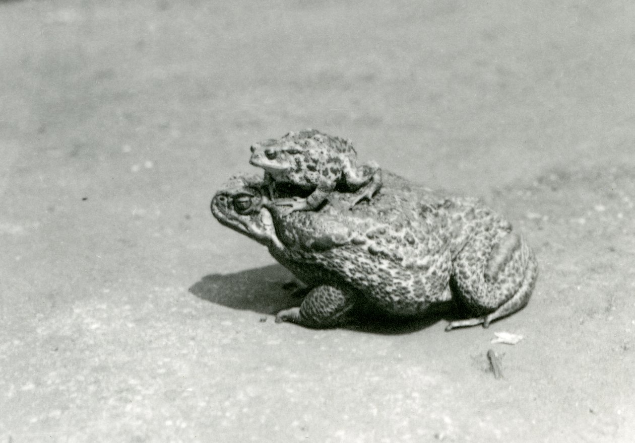 Een Europese pad zit op een reuzenrietpad, London Zoo, augustus 1923 door Frederick William Bond