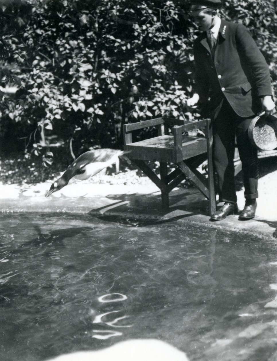 Een Gentoo Pinguïn duikt achter vis aan die de verzorger net in zijn zwembad heeft gegooid, London Zoo, juni 1914 door Frederick William Bond