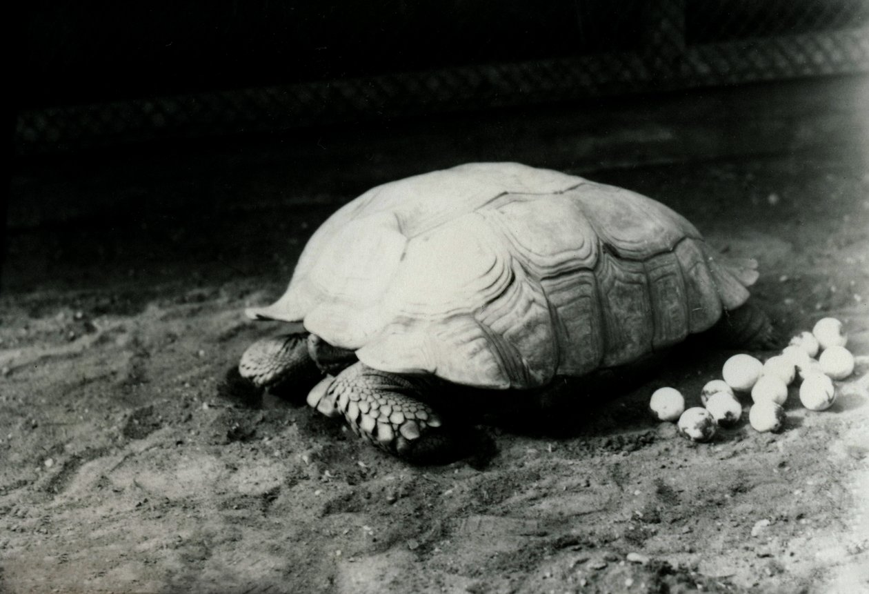 Een Gegroefde of Afrikaanse Spoorschildpad met haar eieren in de London Zoo, juli 1922 door Frederick William Bond
