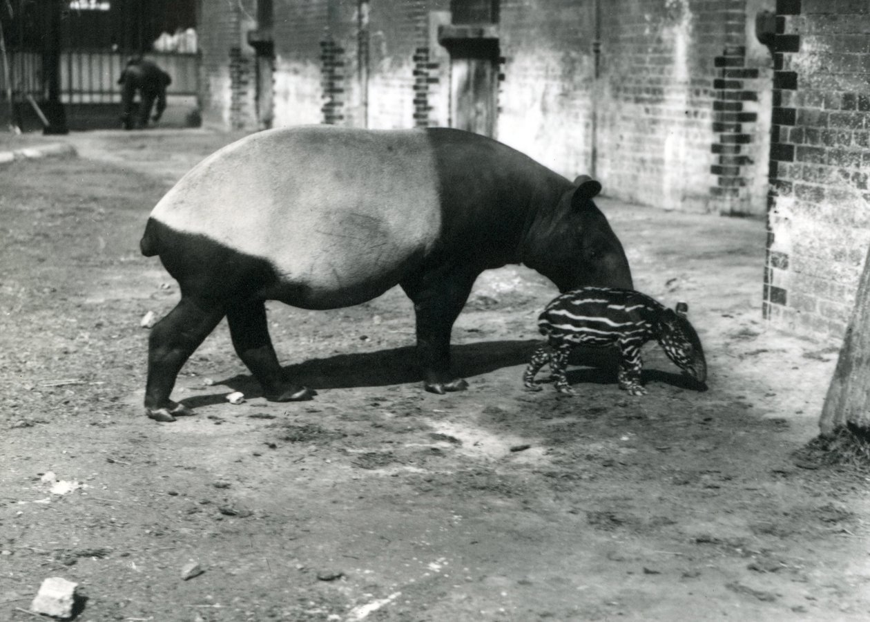 Een Maleise tapir met haar 4 dagen oude baby in de dierentuin van Londen, juli 1921 door Frederick William Bond