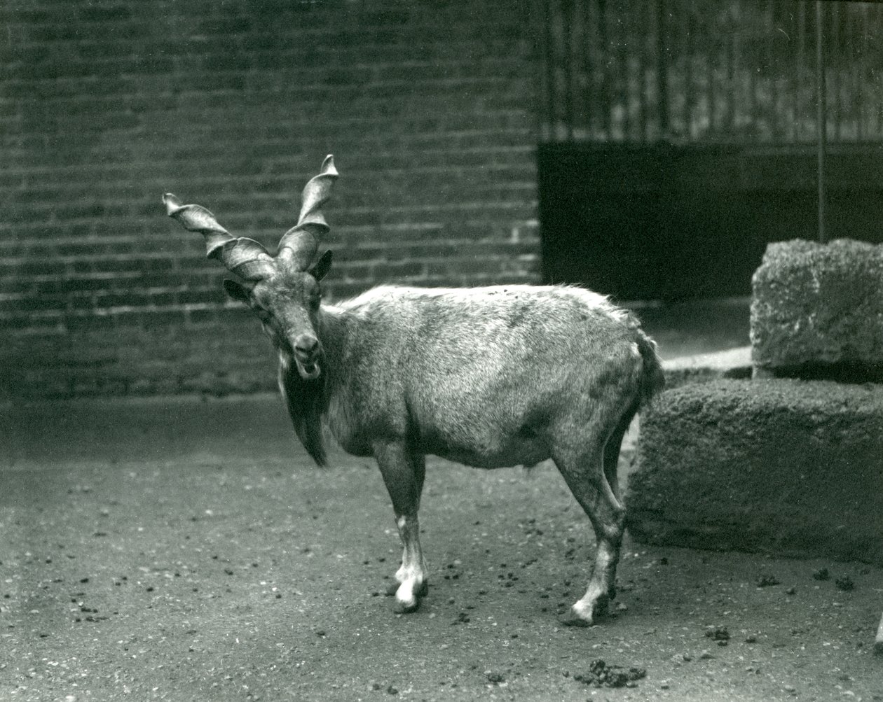 Een Markhor in de London Zoo, juni 1914 door Frederick William Bond
