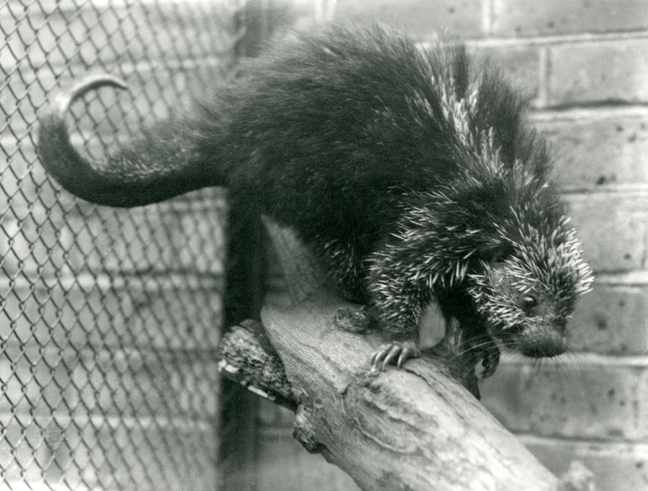 Een Noord-Amerikaanse stekelvarken, op een tak in zijn verblijf, in de London Zoo in 1923 door Frederick William Bond