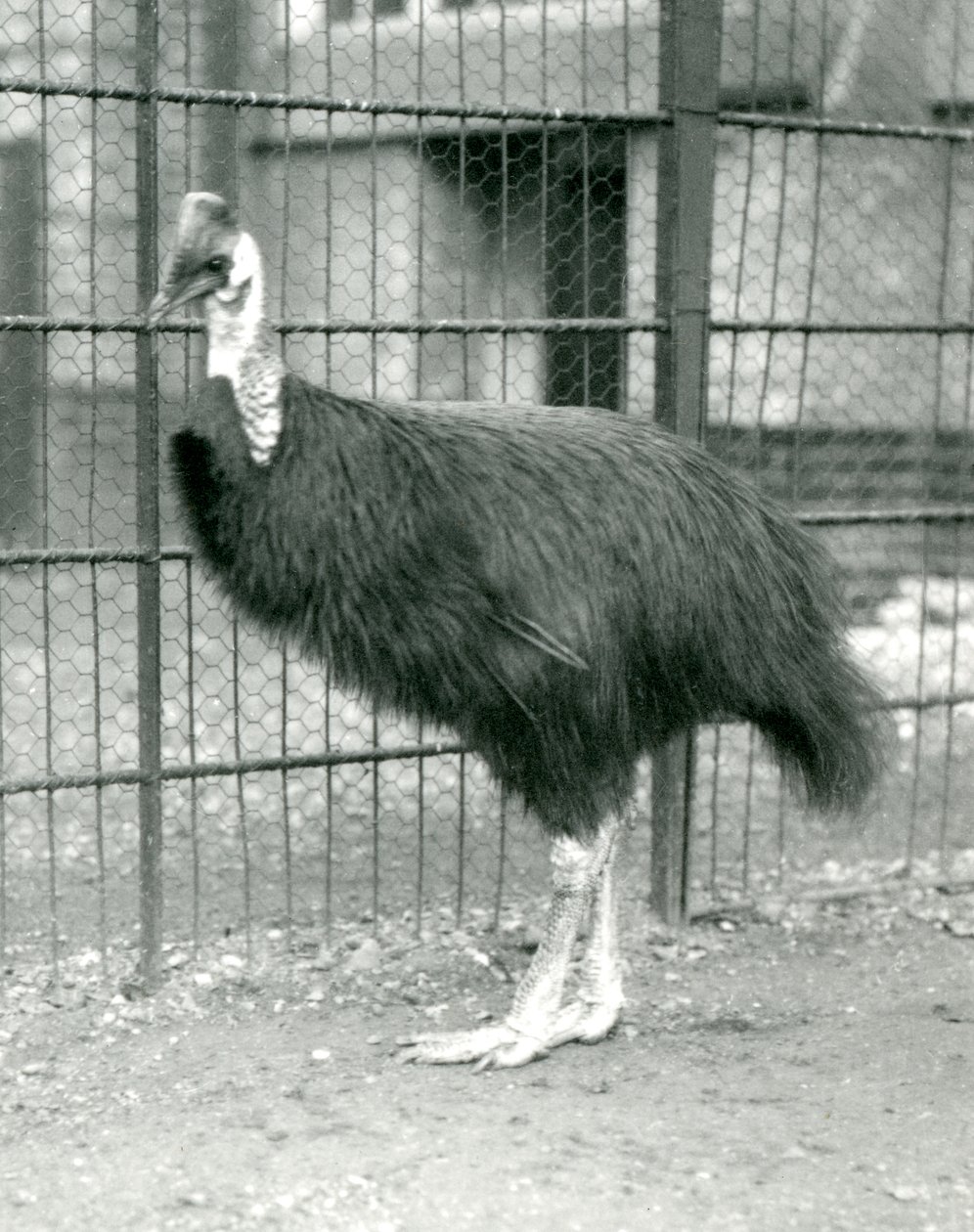 Een Noordelijke Kasuaris in London Zoo, oktober 1914 door Frederick William Bond