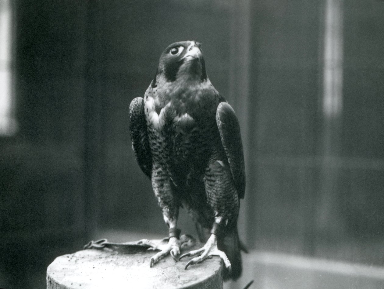 Een slechtvalk in de dierentuin van Londen, januari 1922 door Frederick William Bond