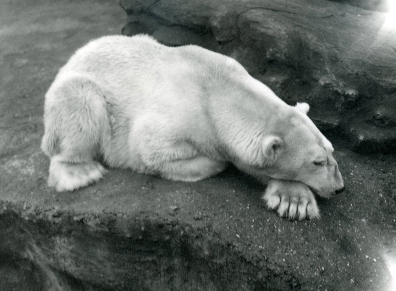 Een ijsbeer rustend met zijn hoofd op zijn poot in de London Zoo, oktober 1920 door Frederick William Bond
