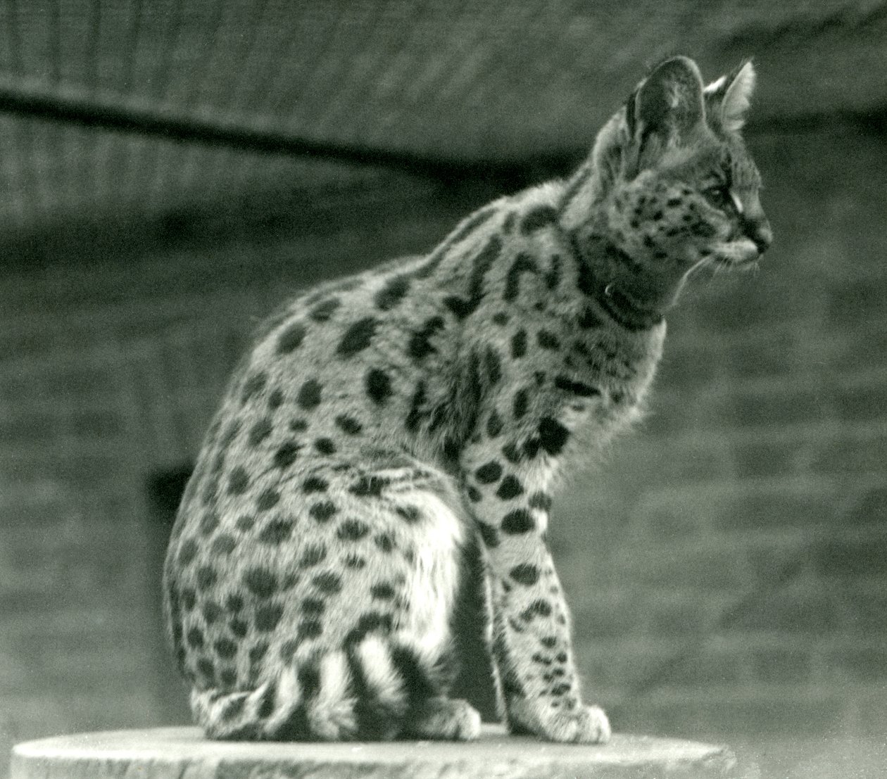 Een Serval in de London Zoo, 1923 door Frederick William Bond