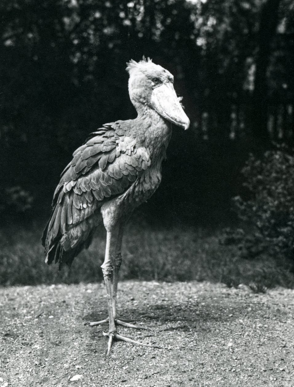 Een schoenbekooievaar in de Londense dierentuin, juni 1914 door Frederick William Bond