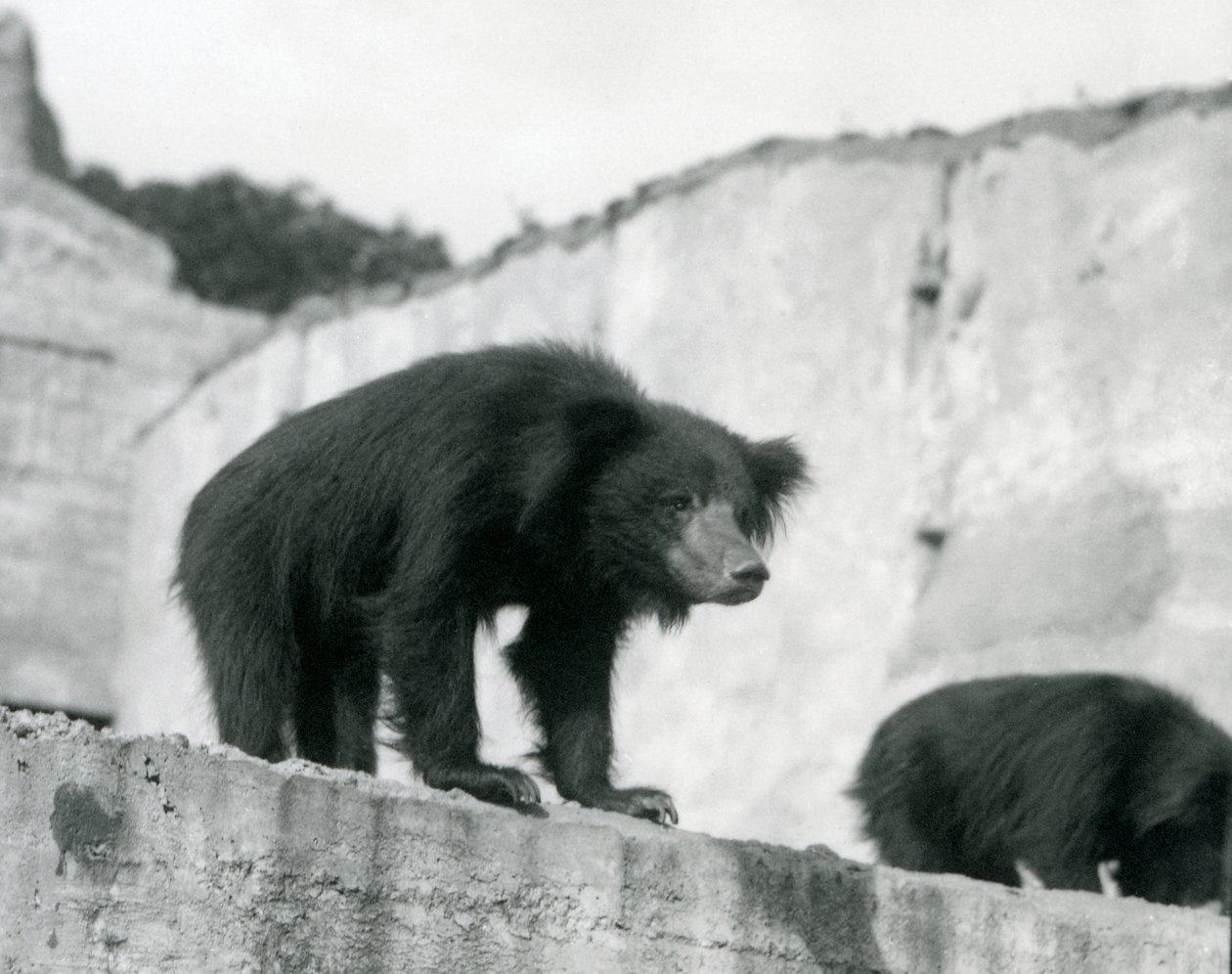 Een luiaardbeer kijkt neer vanuit zijn verblijf voor de Mappin Terraces, London Zoo, september 1914 door Frederick William Bond