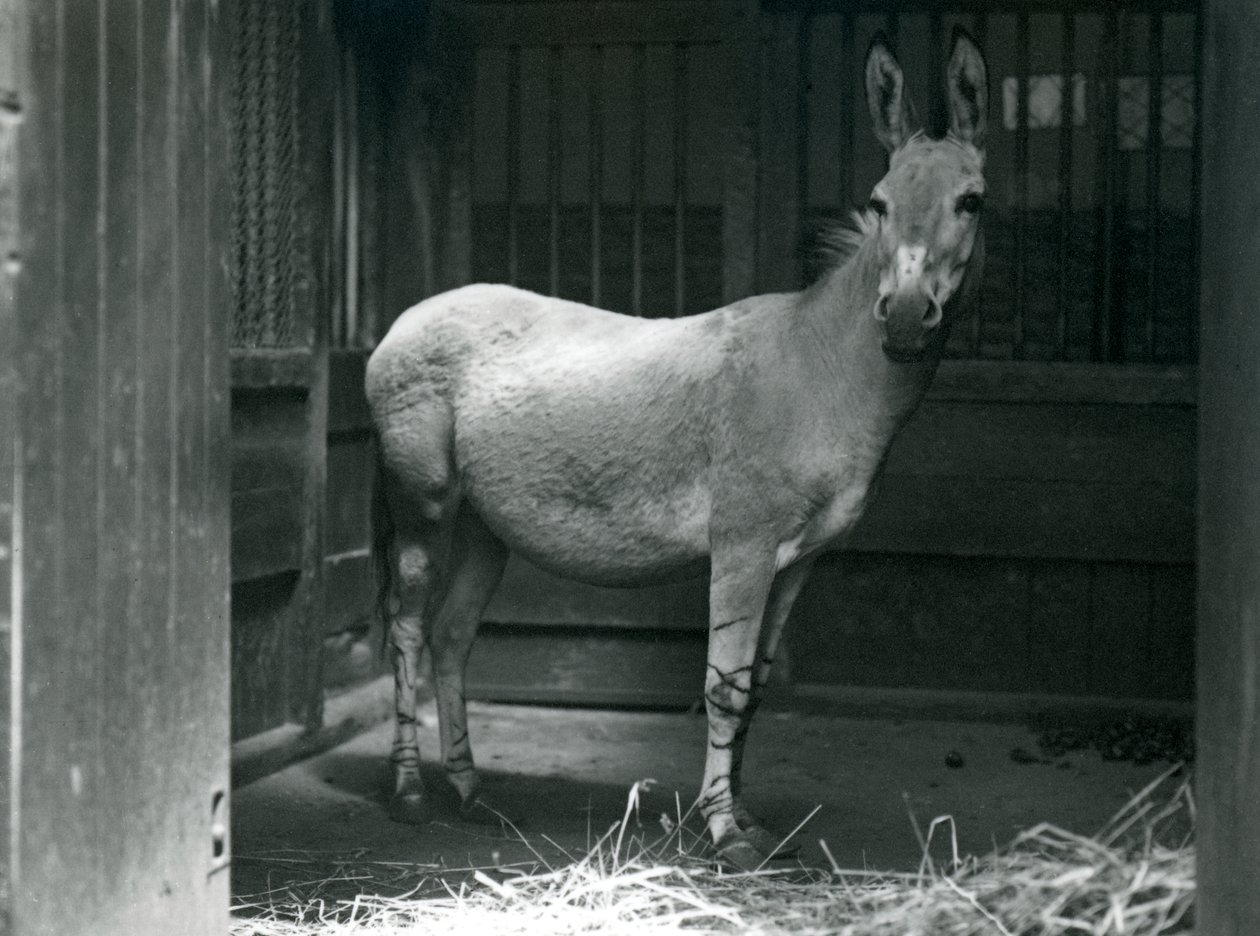 Een Somalische wilde ezel in de London Zoo, 1915. De Somalische wilde ezel is een bedreigde ondersoort van de Afrikaanse wilde ezel. door Frederick William Bond