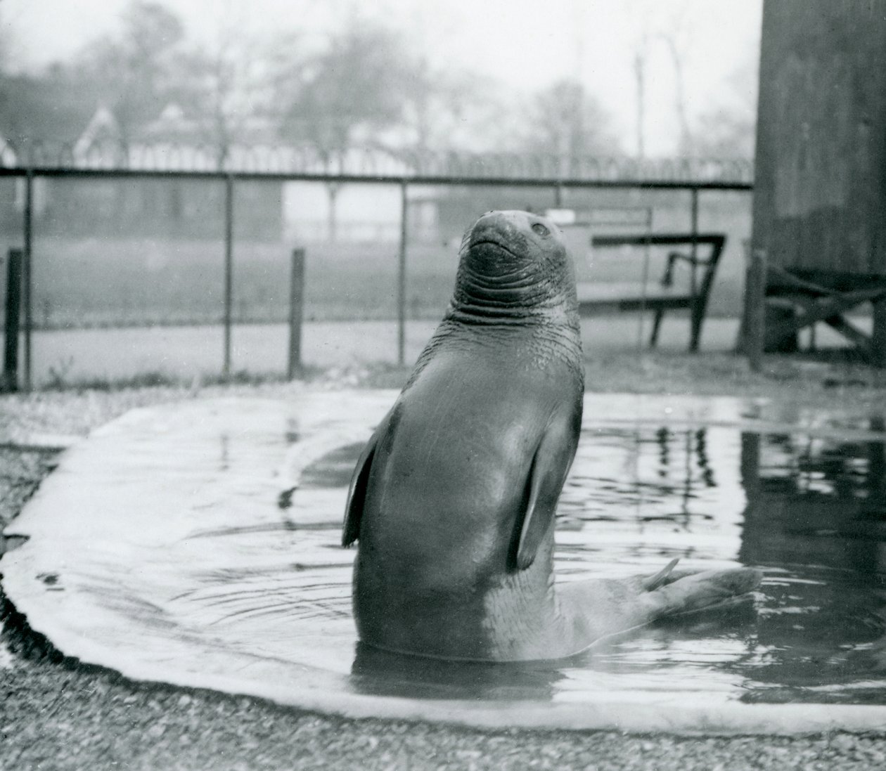 Een Zuidelijke Olifant Zeehond in de London Zoo, januari 1912 door Frederick William Bond