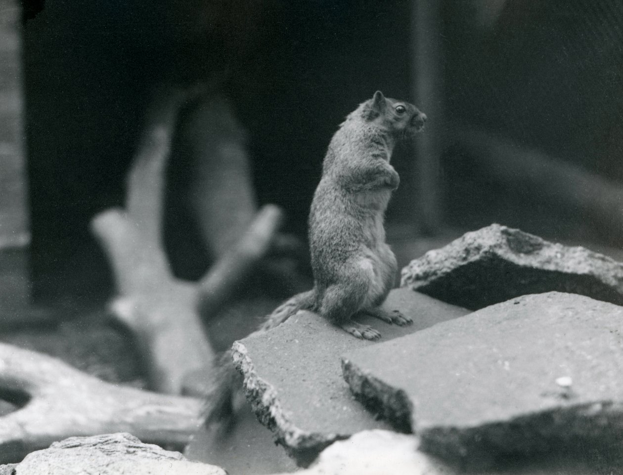 Een vosachtige of vosseneekhoorn op rotsen in de London Zoo, augustus 1916 door Frederick William Bond