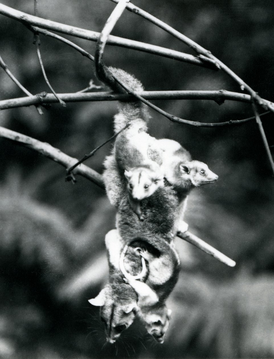 Een Wolachtige Opossum, met haar drie jongen die aan haar hangen, hangt aan een tak met haar grijptail, London Zoo, september 1913 door Frederick William Bond