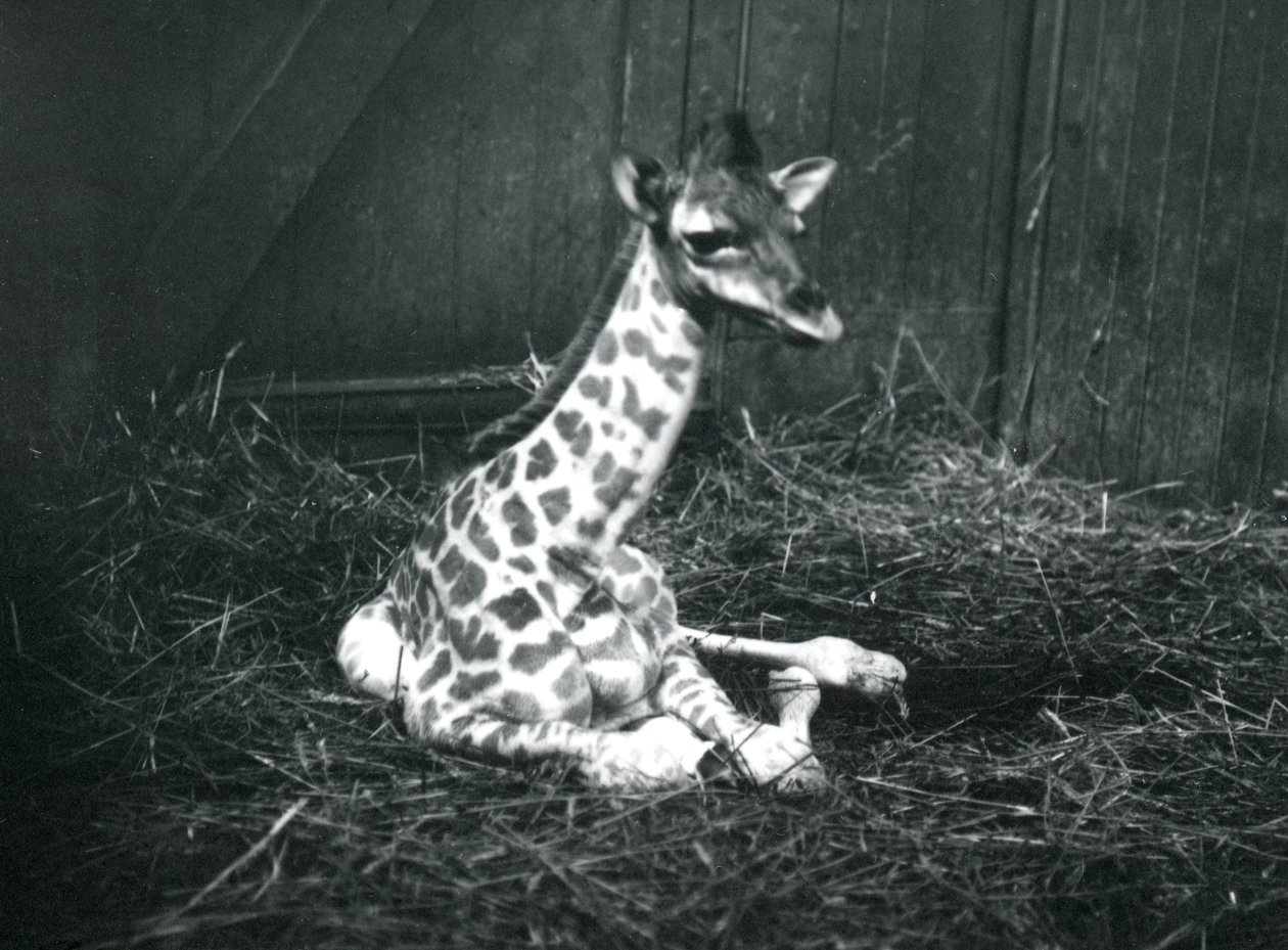 Een baby giraffe, ongeveer 7 uur oud, zittend tussen hooi in de London Zoo, maart 1913 door Frederick William Bond