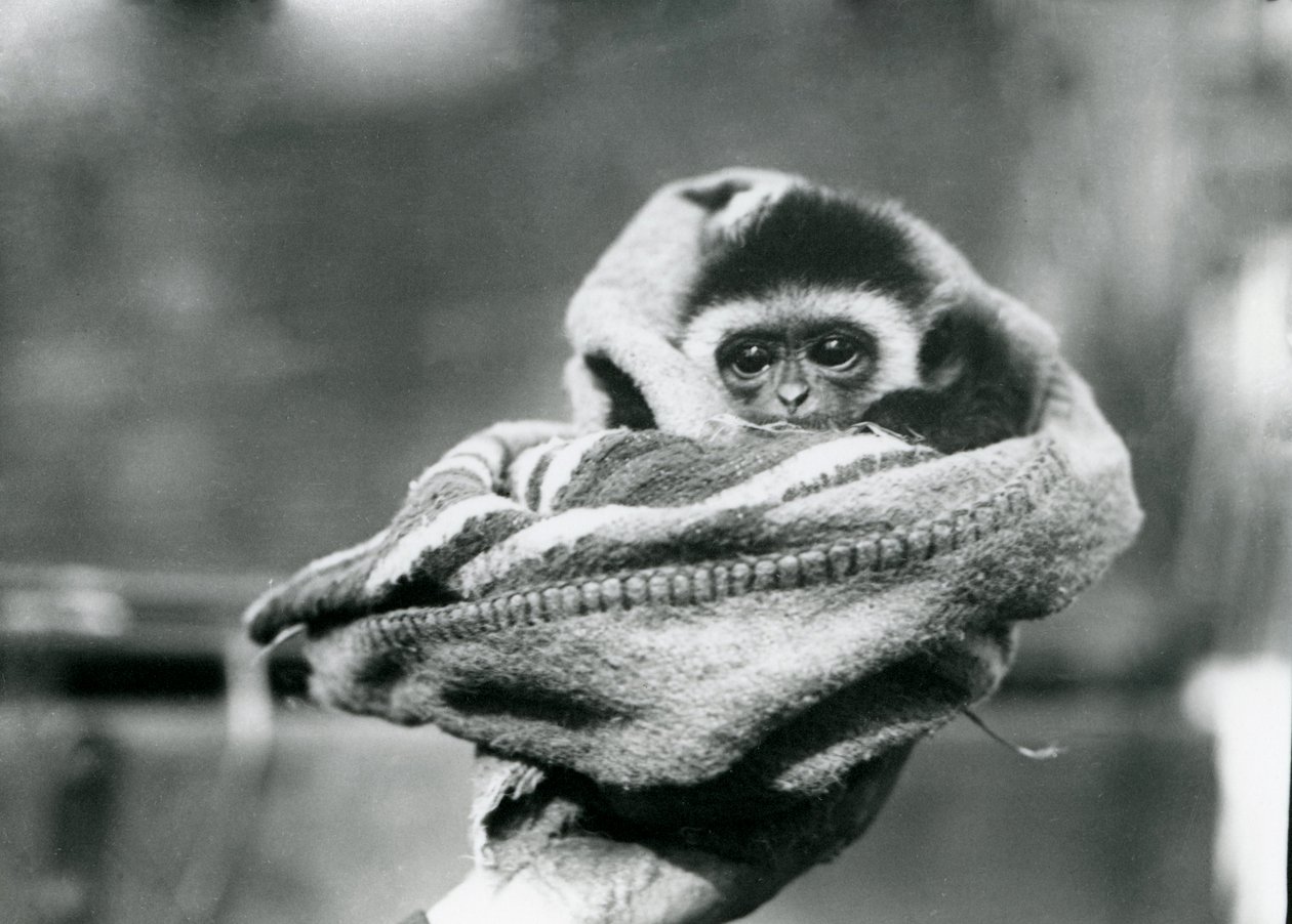 Een baby gibbon gewikkeld in een deken en vastgehouden in één hand in de London Zoo, juni 1922 door Frederick William Bond