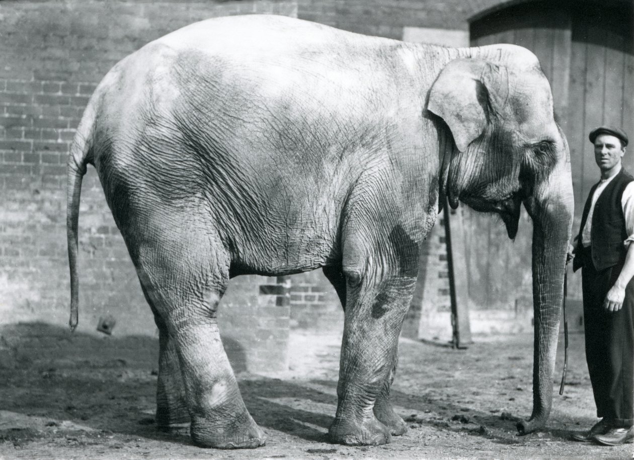 Een vrouwelijke Indiase olifant 