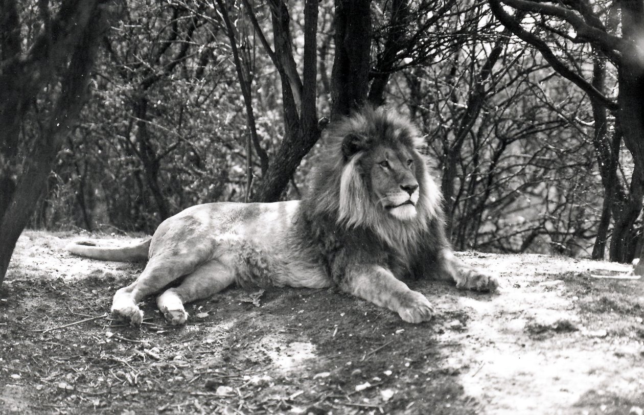 Een liggende leeuw gefotografeerd in Whipsnade Zoo, 1935 door Frederick William Bond