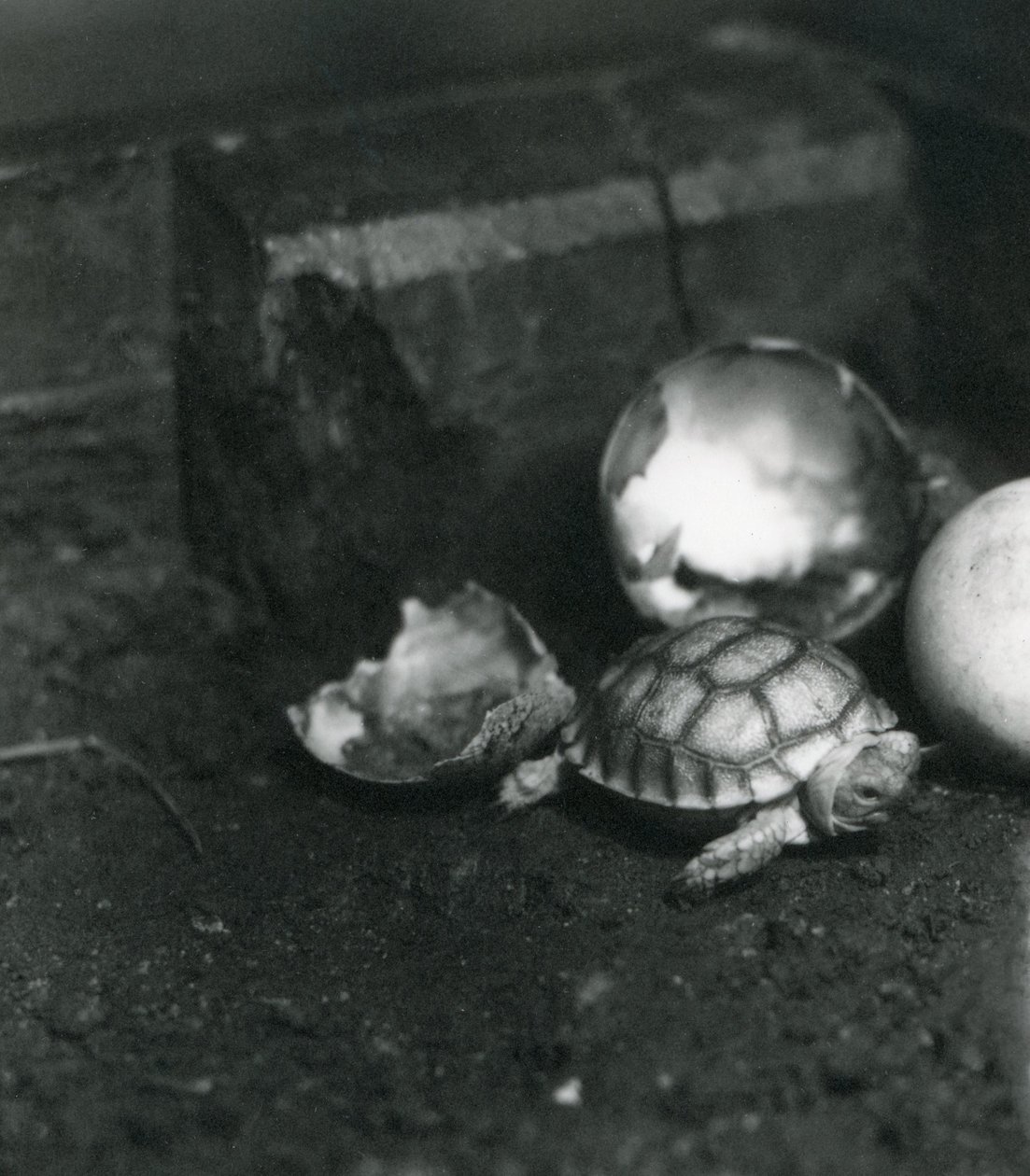 Een pas uitgekomen gegroefde of Afrikaanse sporenlandschildpad in de dierentuin van Londen, juli 1922 door Frederick William Bond