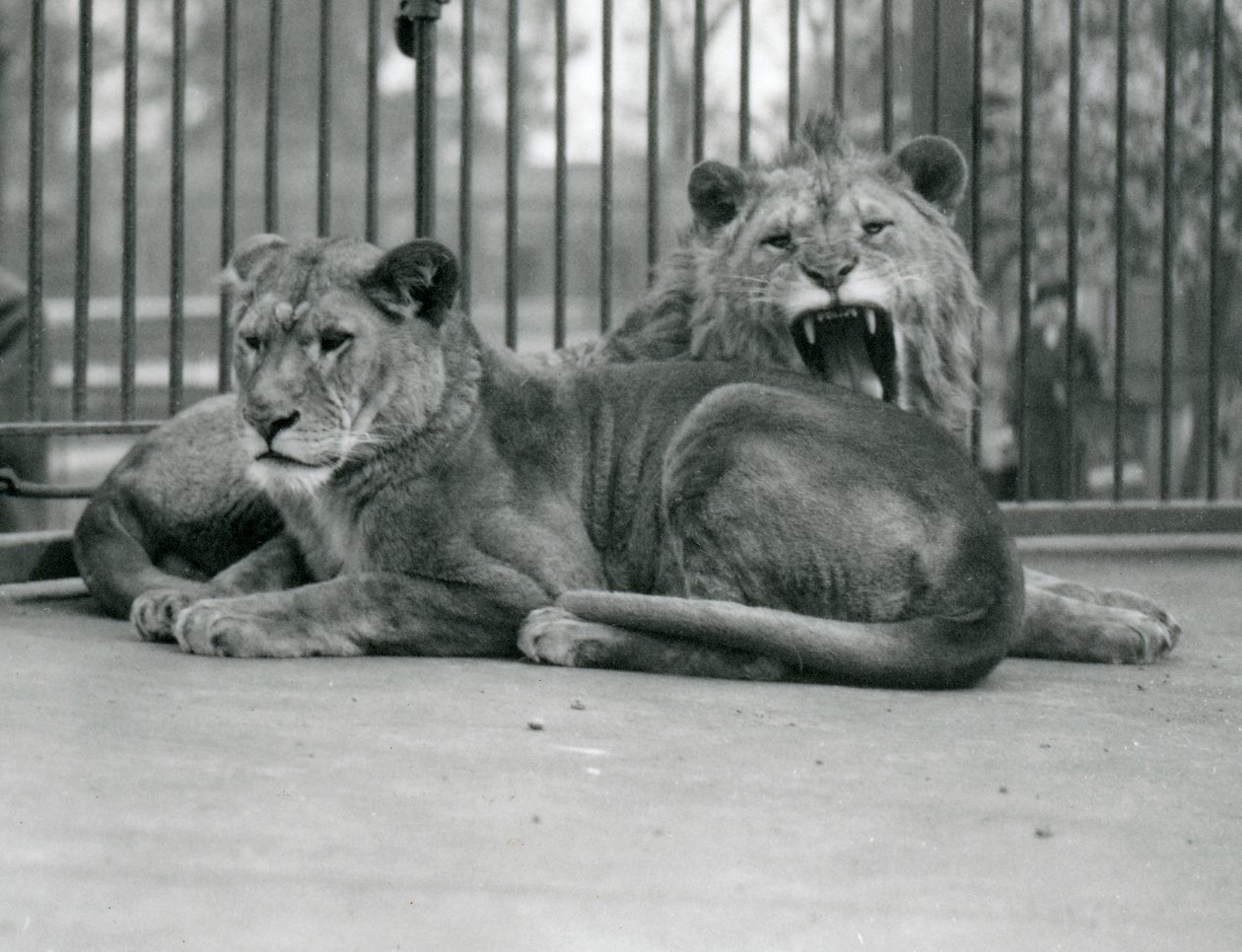 Een paar leeuwen, Abdullah en Fatima, London Zoo, mei 1923 door Frederick William Bond