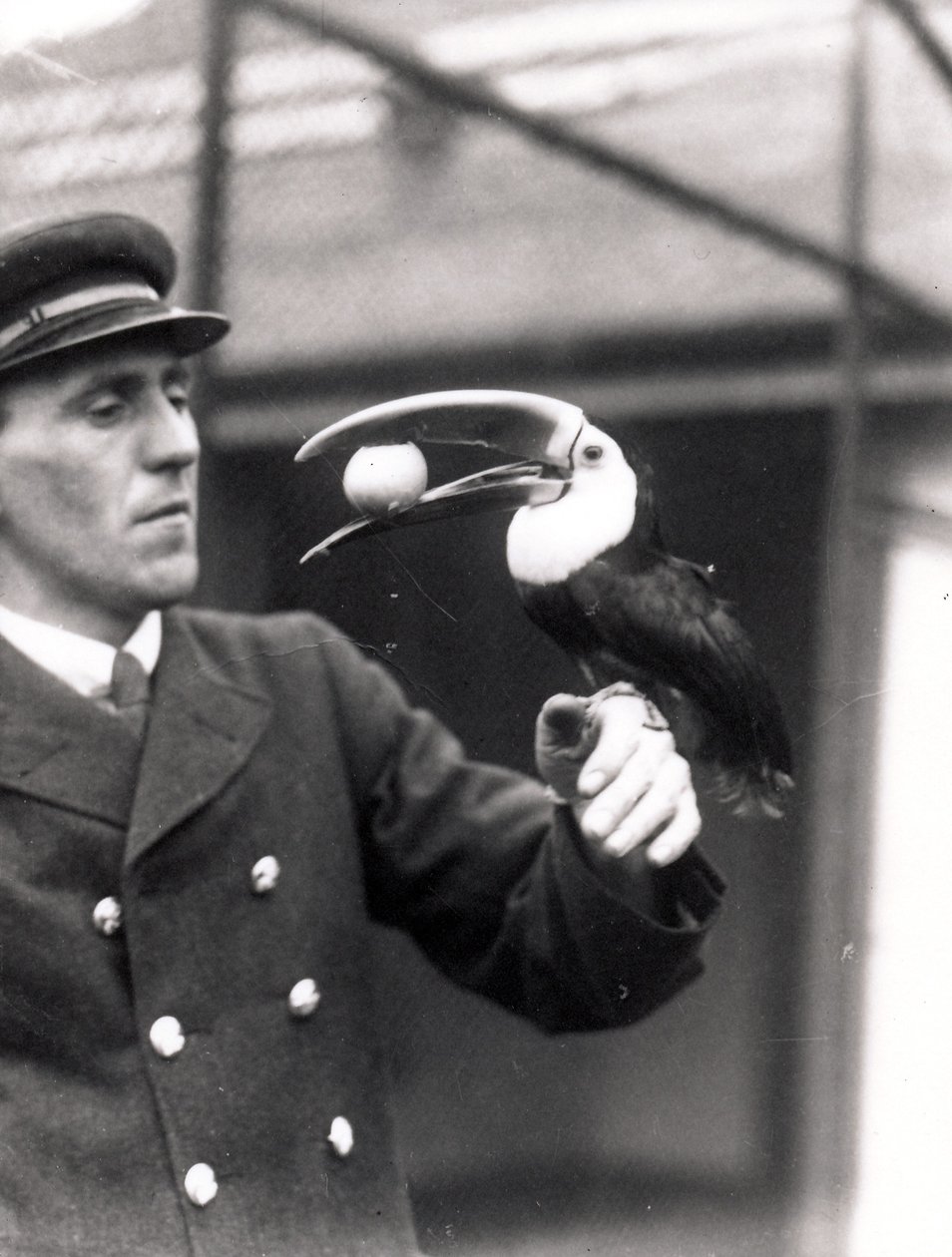 Een toekan houdt een ei in zijn bek op de arm van een verzorger, 1924 door Frederick William Bond