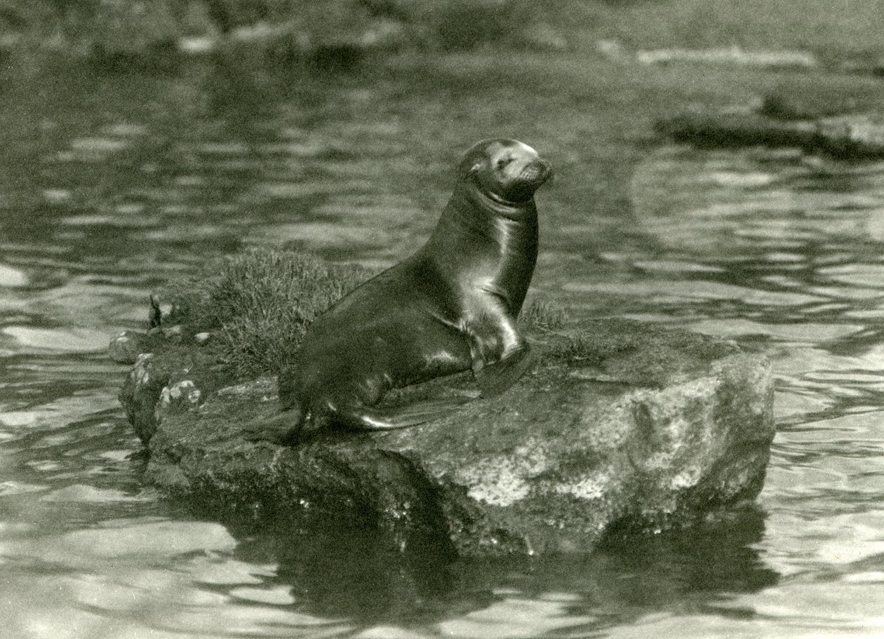 Een jonge Californische Zeeleeuw zittend op een rots in zijn zwembad in de London Zoo, oktober 1923 door Frederick William Bond