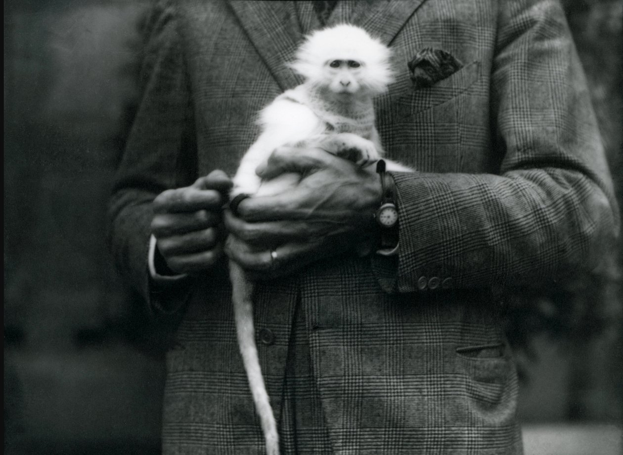 Een albino Oude Wereldaap, geslacht Ceropithecus, gehouden in de dierentuin van Londen, juli 1922 door Frederick William Bond