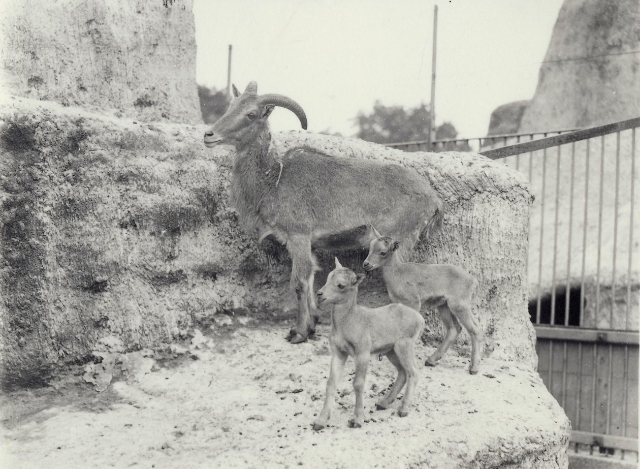 Barbary schapen met twee jongen op Mappin Terrassen, London Zoo, juni 1916 door Frederick William Bond