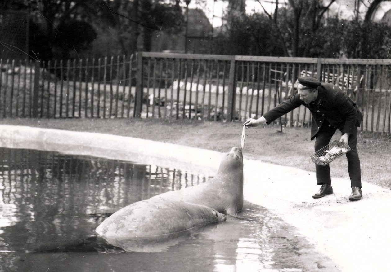Olifantenzeehonden worden gevoerd door hun verzorger, 1914 door Frederick William Bond
