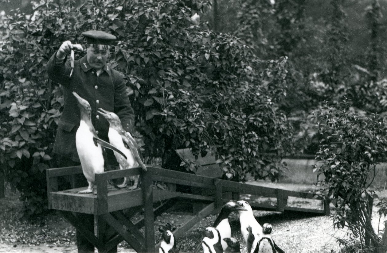 Gentoo-pinguïns, op hun duikplank, gevoed met vis door verzorger Albert White, terwijl zwartvoetpinguïns toekijken, London Zoo, 1914 door Frederick William Bond