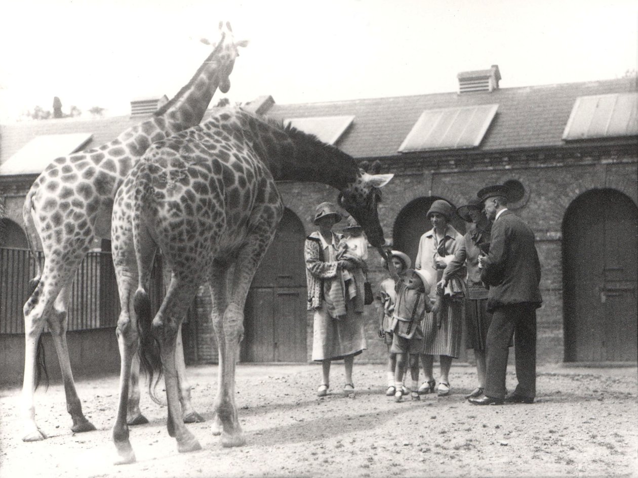 Giraffen en bezoekers in ZSL London Zoo, vanaf juli 1926 door Frederick William Bond